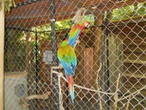 Maison avec 4 chambres et cheminée à Saint-Bonnet-le-Courreau - FR-1-496-9