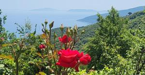 Ioni Home
