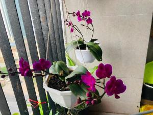 Sheraton 5 stars hotel nearby apartment