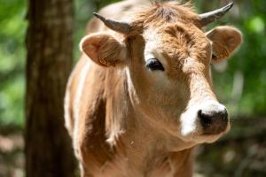 Maisons de vacances Grand mas catalan en pleine nature avec piscine : photos des chambres