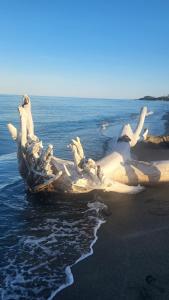 Appartements Bienvenue a Sognu di Mare : photos des chambres