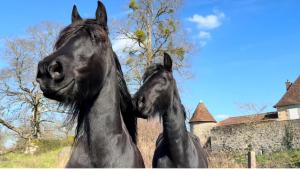 Maisons de vacances The Burrow, Oradour ST Genest : photos des chambres