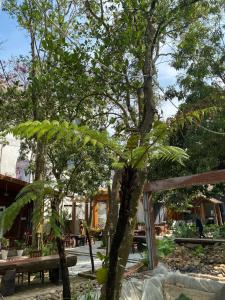 MangoGarden Coffee & homestay