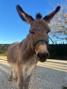 Agriturismo - La Campagna di San Francesco