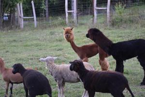 Kisleshegy Vászoly Vendégház