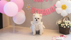 Gyeongju Forest 258 Pet-friendly Pool Villa