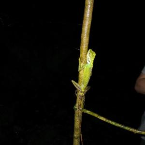 Raja Ampat Herping