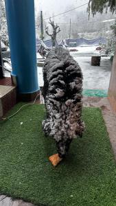 Maya Homestay & Cafe