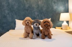 ALFACIO RESORT STAY ITOSHIMA