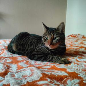 Eget rum i unik 70-talsvilla