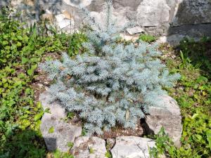 Guest House House at the Forest სახლი ტყის პირას