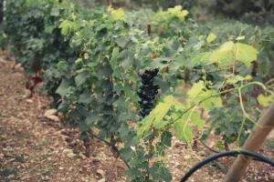 Maisons d'hotes Petite Maison provencale : photos des chambres
