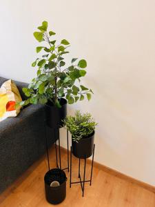 Makro Apartment Großenhain