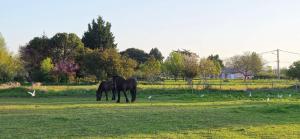 B&B / Chambres d'hotes La Residence du Vignoble L-Homme Cheval : photos des chambres