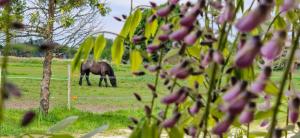 B&B / Chambres d'hotes La Residence du Vignoble L-Homme Cheval : photos des chambres
