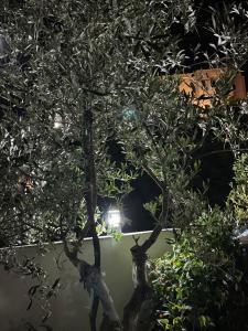 Kingsland Apartment Ksamil