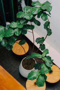 Casa En Llamas Hostal & Audio Bar - Armenia Eje cafetero