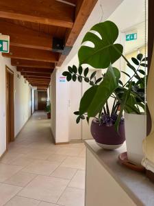 Solaria House Rooms And Comfort Apartment