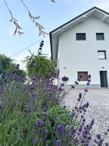 Forest Hill Apartment, near Ljubljana, new