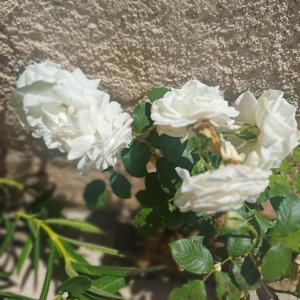 Studio cosy, terrasse, logement entier Aix-en-Provence