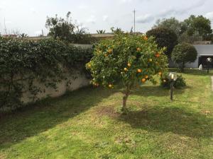 Residence Olbia img33