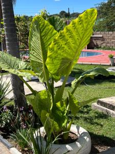 Lena Homestay