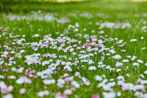 Slow House Gaładuś