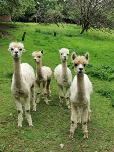 Beech Lodge - 3 Bedroom Chalet With Private Hot Tub