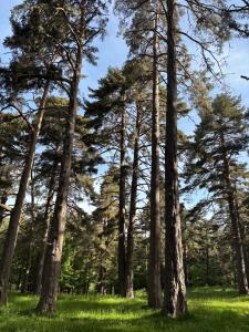 Alojamiento esqui montaña Cofiñal