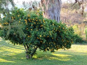 The Seed Pod Guesthouse