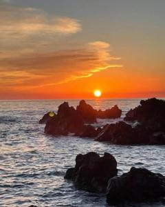 Scalea Olive and Wine