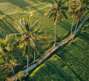 Downhill Cycling Ubud with Volcano, Jungle, Rice Terrace with meals