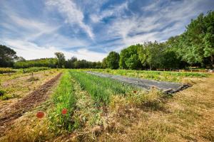 B&B / Chambres d'hotes Ferme Saint-Georges en Provence : photos des chambres