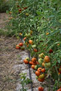 B&B / Chambres d'hotes Ferme Saint-Georges en Provence : photos des chambres