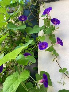 Logement hyper centre près du Port et prés salés