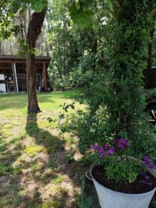 Le petit nid dans les bois