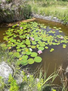 Accommodation in SantErasmo Venice 3