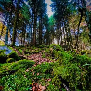 Chalets Mountain guest house : photos des chambres