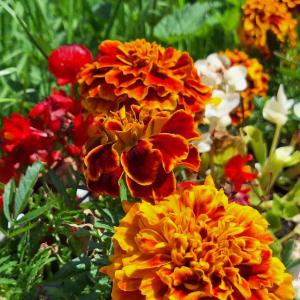 Chalets Mountain guest house : photos des chambres