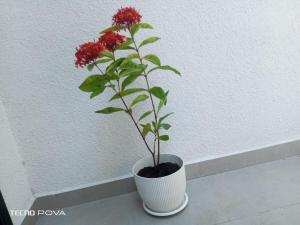 Centrally located and comfortable apartment