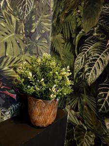 Appartements Jacuzzi & Jardin prive - Suite Tropicale : photos des chambres