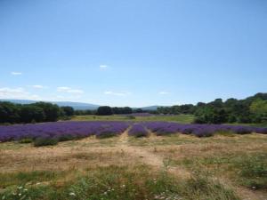 Maisons de vacances Family House in Provence with Pool and Garden, cleaning included : photos des chambres