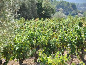 Villas Villa in Vidauban with Private Pool, cleaning included : photos des chambres