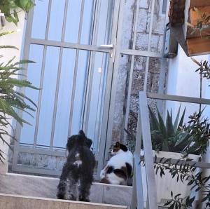 Standard Triple Studio room in Apartments Haracic