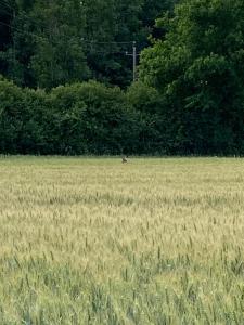 Country home, gite proche Benon et La Rochelle
