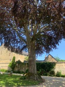 Appartements Le Hetre Pourpre : photos des chambres