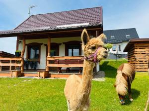 Domki Eden Kaszuby balia sauna alpaki mini zoo