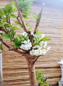 Apartment romantyczny SAKURA