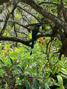 Jicote finca de ecoturismo 2