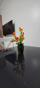 Tiba Golden Blue Coral Hurghada